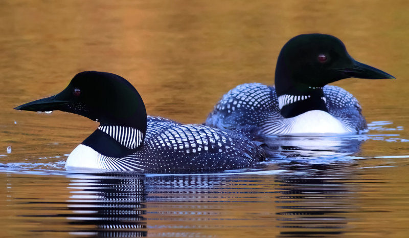 Sunrise Loons III copy.jpg