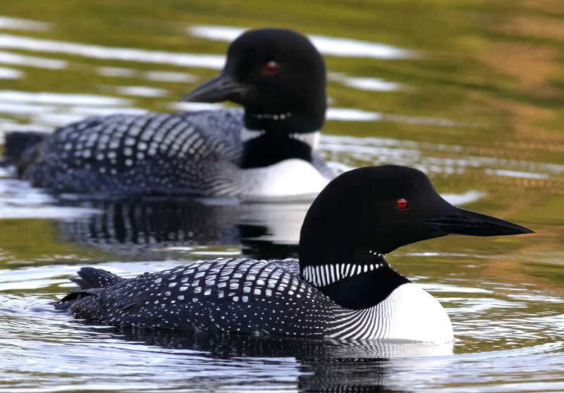 Loons of Itasca State Park