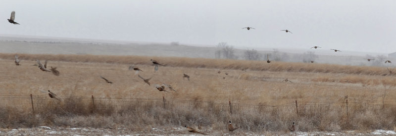 Pheasant flush pano copy.jpg