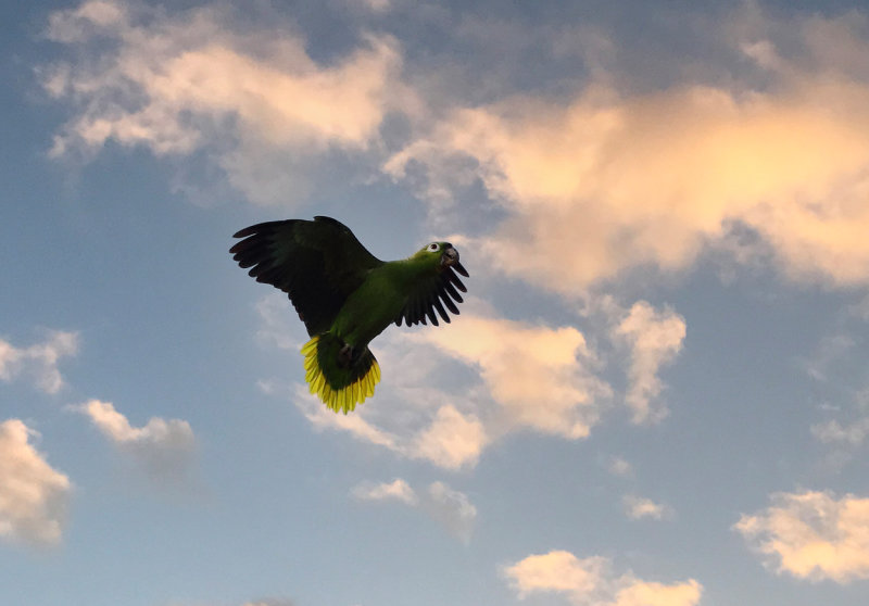 Mealy Parrot in flight copy.jpg