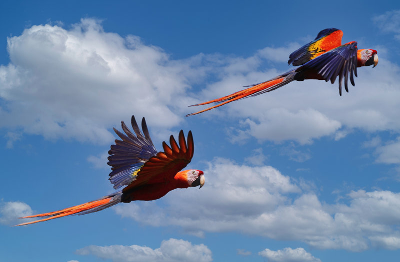 Scarlet MaCaws in flight - Corcovado NP III copy.jpg
