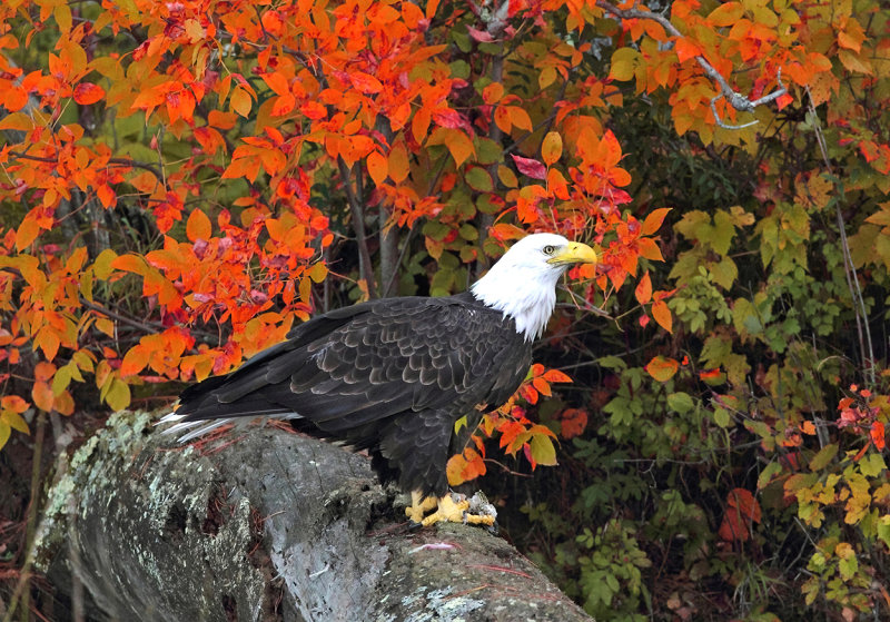 Eagle and fall colors copy.jpg
