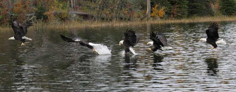 Attack sequence III pano copy.jpg