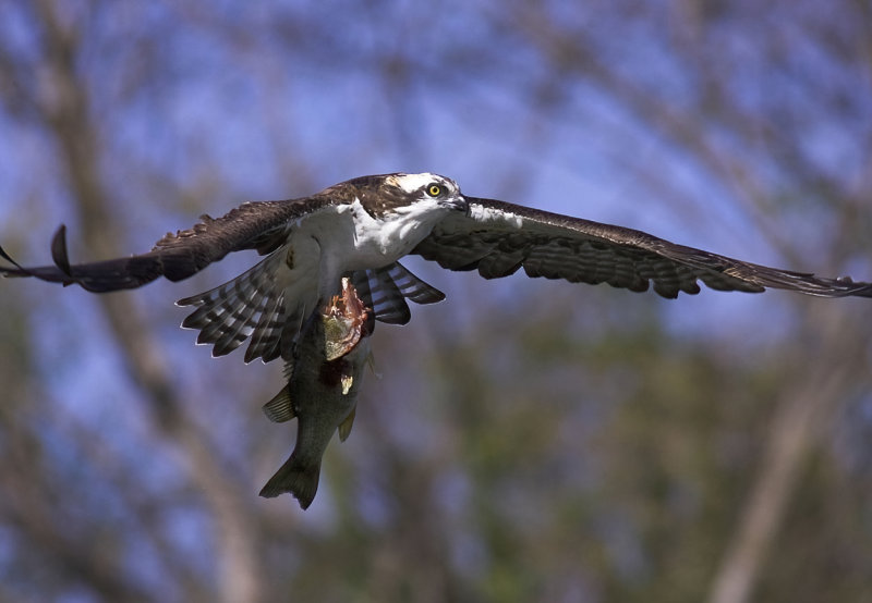 Osprey with bass.jpg