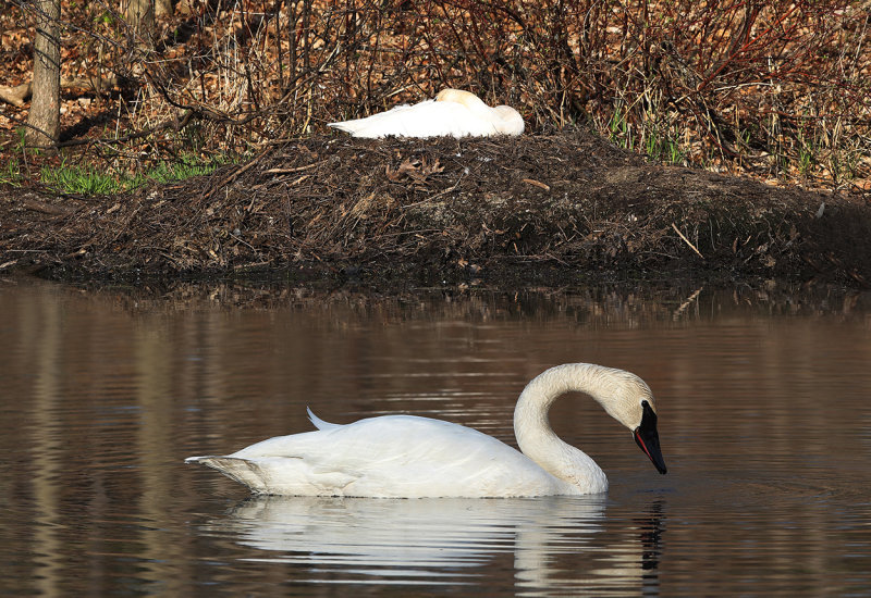 Mating swans on nest copy.jpg