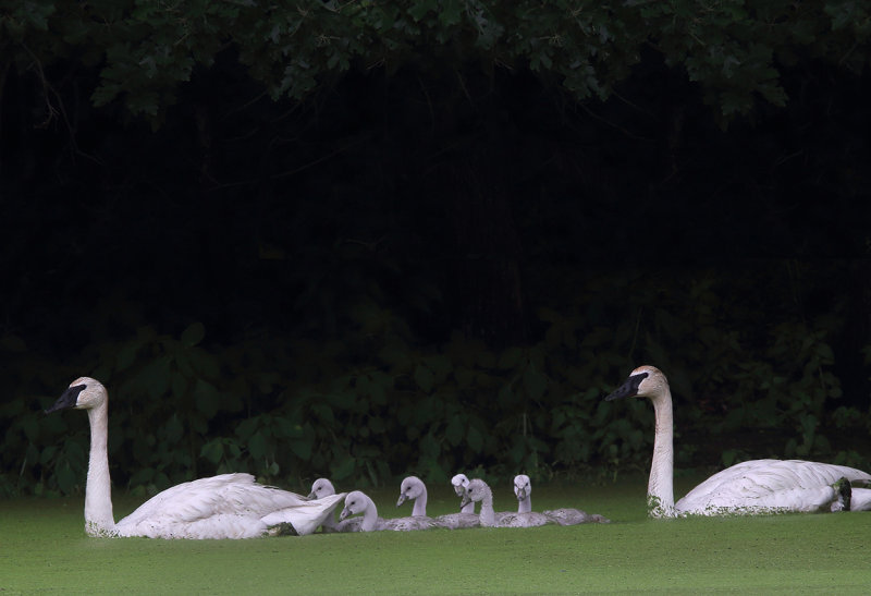 Swan family at two weeks II copy.jpg