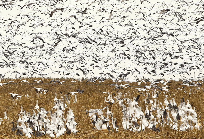 10000 Snow geese copy.jpg