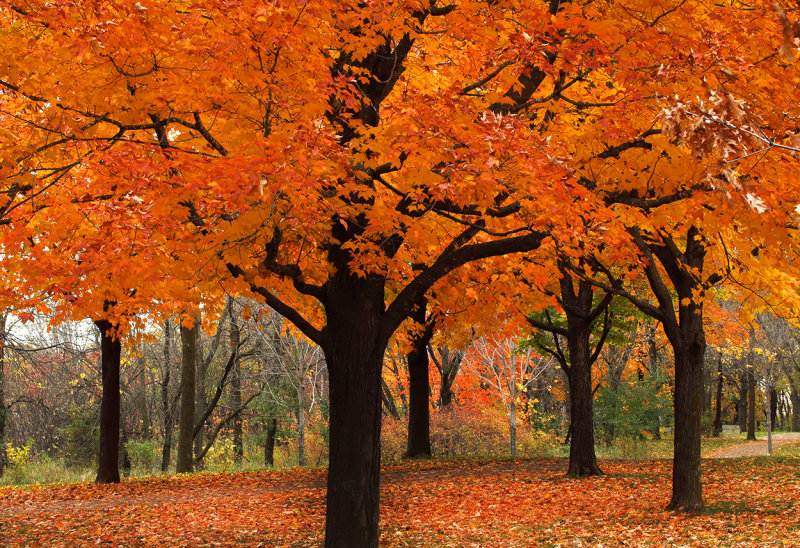 Elm Creek park color copy.jpg