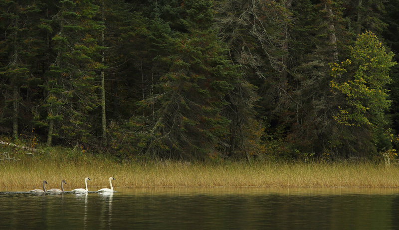 Swan_Family_copy.jpg