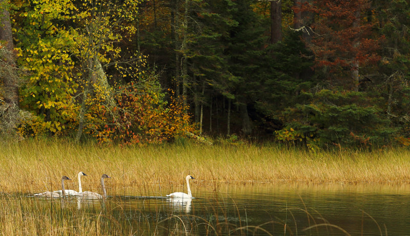 Swans_on_Lake_Itasca_copy.jpg