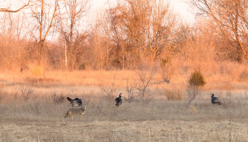 Predator and prey copy.jpg
