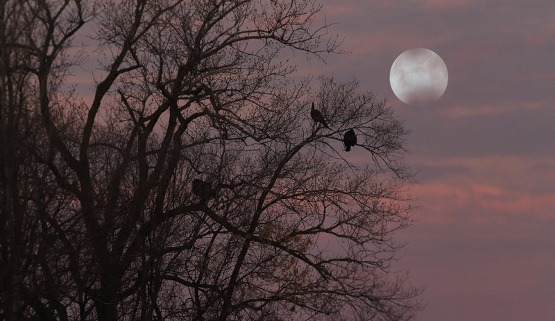 Toms roosted below setting super moon copy.jpg