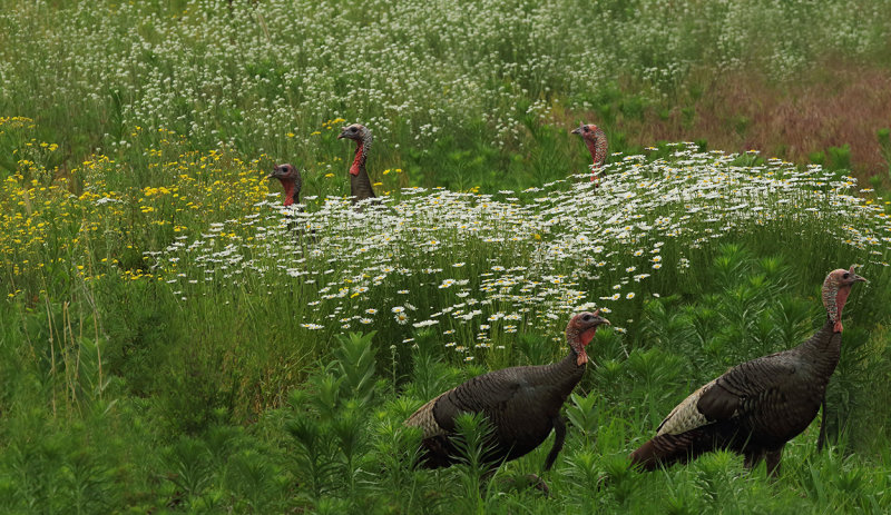Wild turkeys and Wild flowers copy.jpg