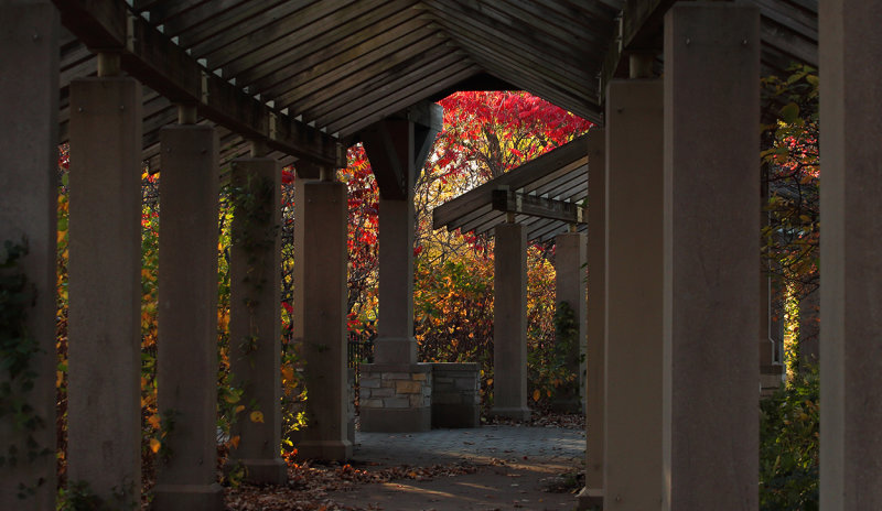 Pergola garden copy.jpg