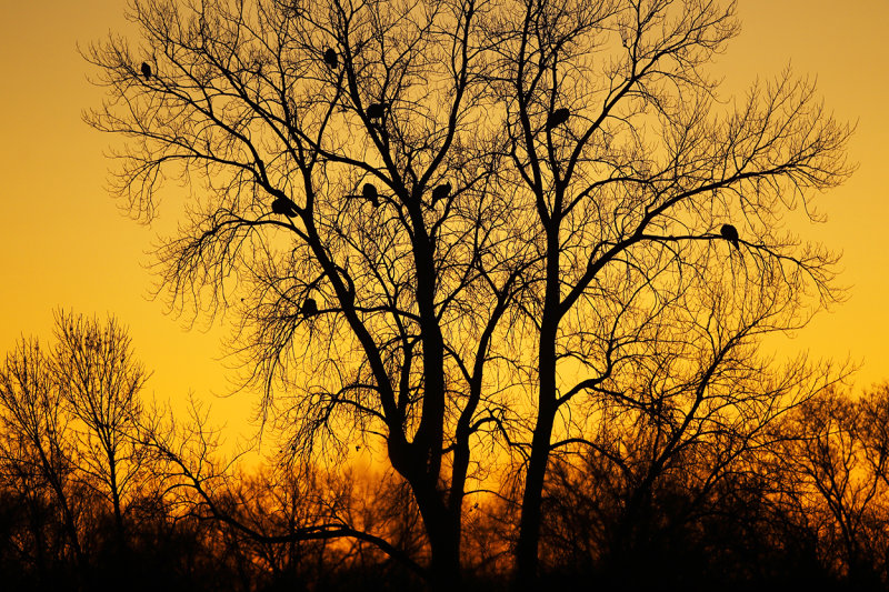 Morning Roost III copy.jpg