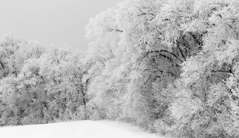 Hoar frost 010921 copy.jpg