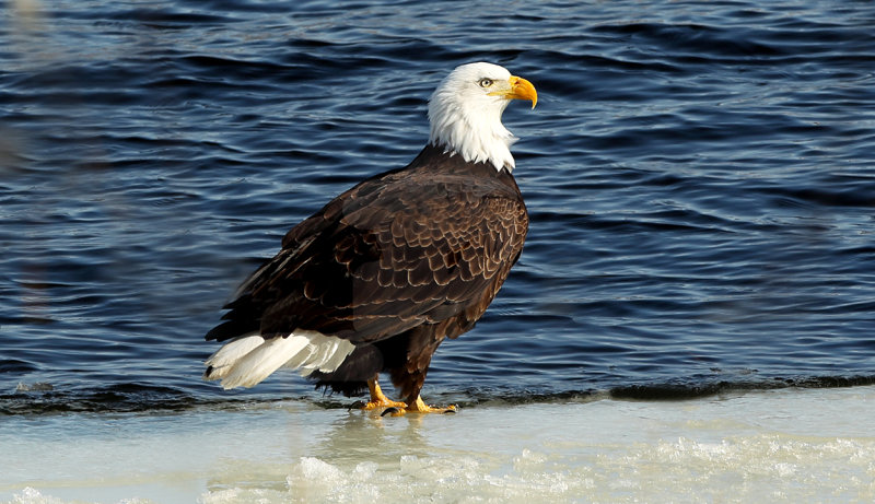 On shore near National Eagle Center copy.jpg