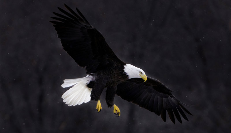 Eagle at Alma dam II  copy.jpg