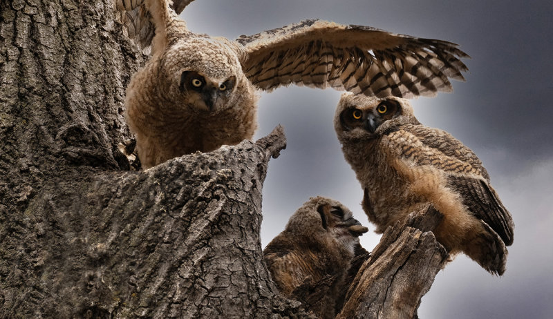 Trio of owlets  copy.jpg