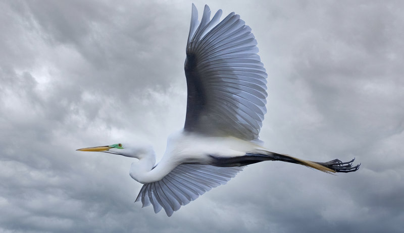 White egret in flight copy.jpg