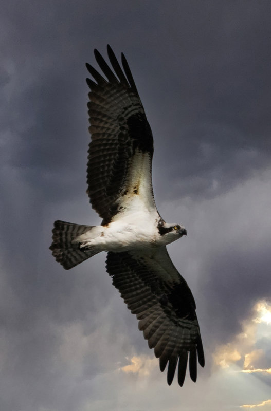 Sarah osprey at sunrise  copy.jpg