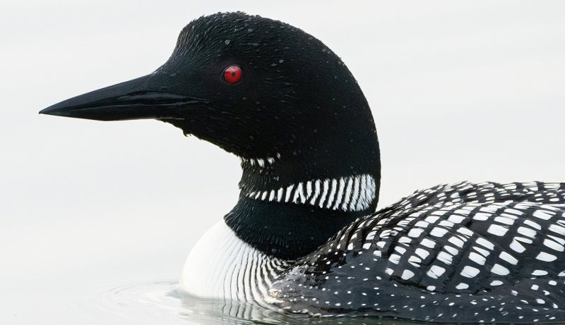 Lake Sarah loon portrait 2021 copy.jpg