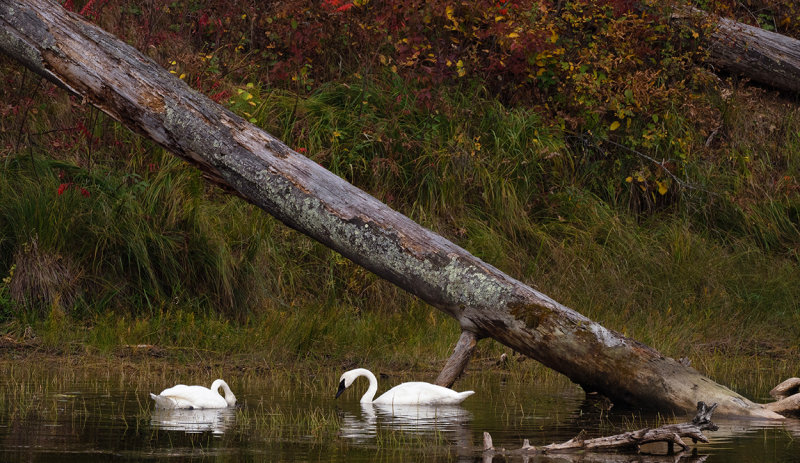 Swan pond copy.jpg