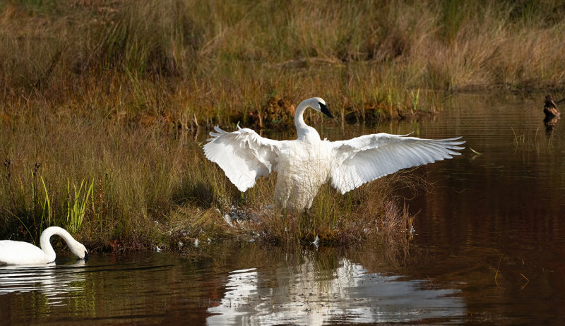 Preening time copy.jpg