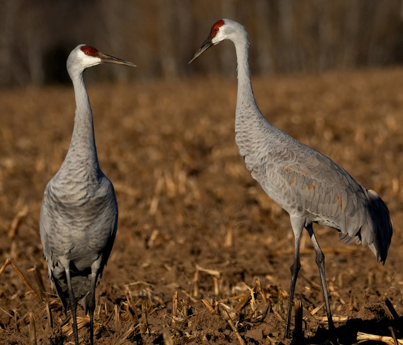 Crane pair copy.jpg