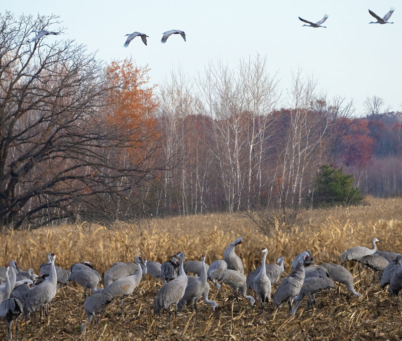 Flock activity copy.jpg