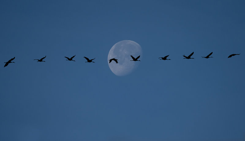 Cranes and moon copy.jpg