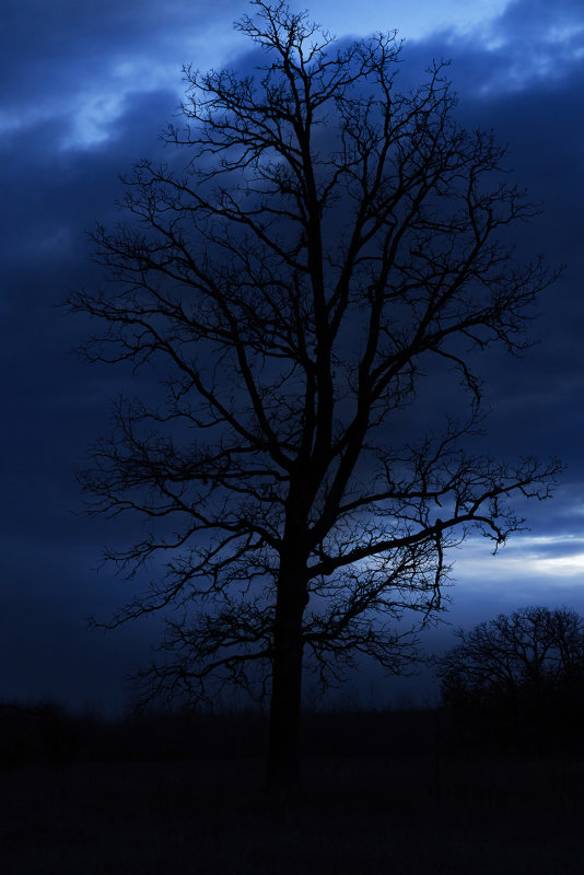 Blue hour oak copy.jpg