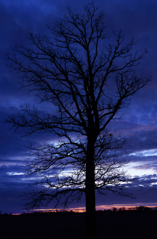 Blue hour oak II and sunrise copy.jpg