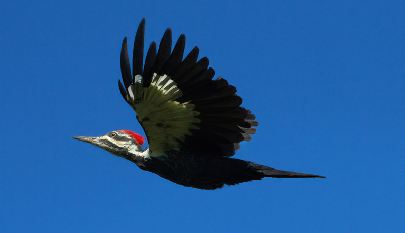 Pileated Woodpecker in flight copy.jpg