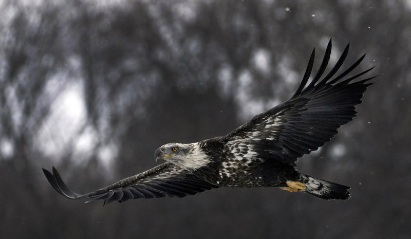 Monticello Zebra eagle II copy.jpg