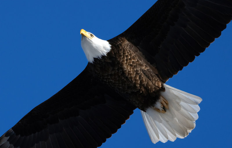 Mature eagle right overhead copy.jpg