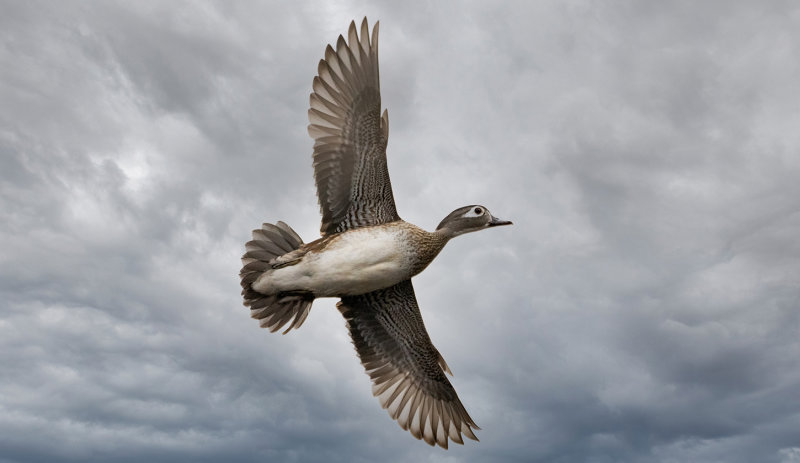 Female wood duck in flight copy.jpg