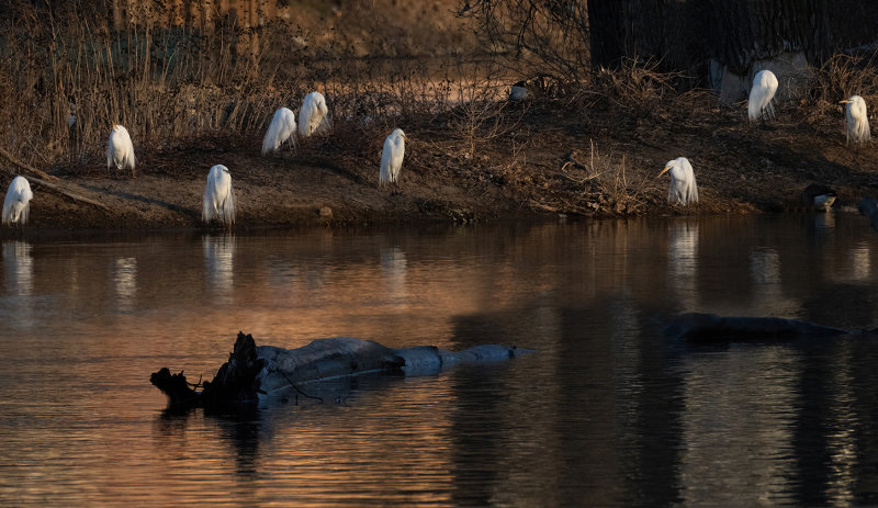 The egrets are back copy.jpg