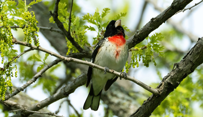 Rose-breasted grossbeak copy.jpg