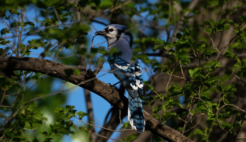 Blue jay building nest copy.jpg