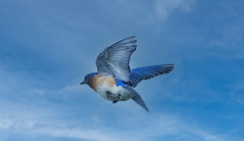 Male Blue bird in flight copy.jpg