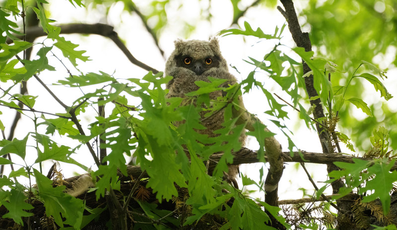 SW owlet finally climbs out of nest! copy.jpg