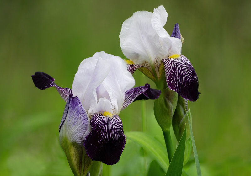 Wild Iris copy.jpg