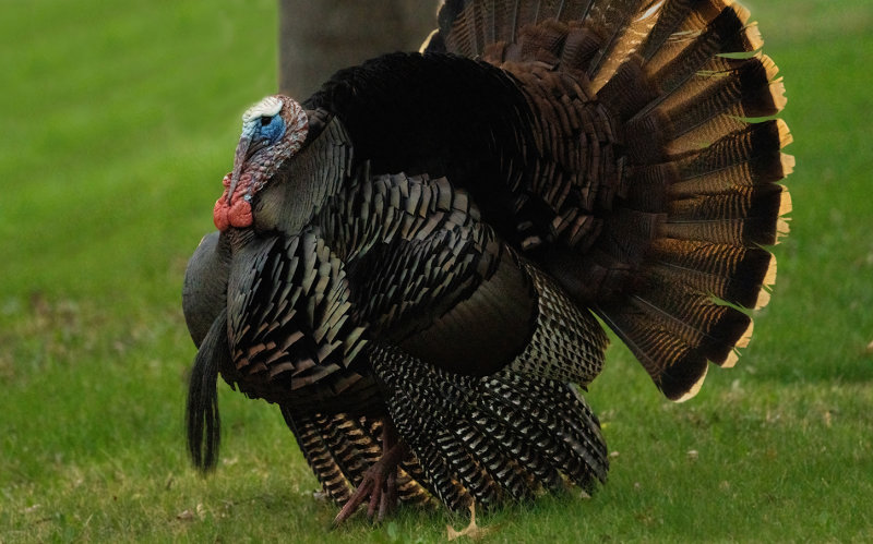 Front yard strut copy.jpg