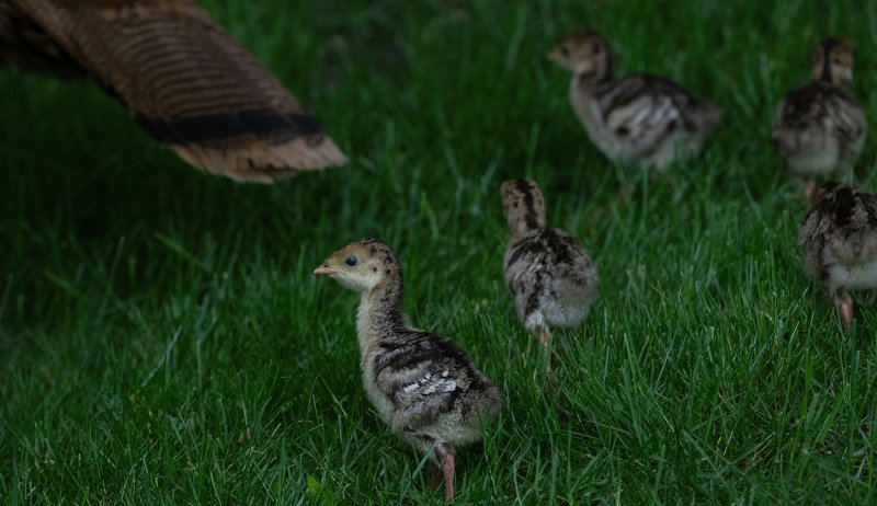 Turkey chicks just days old copy.jpg
