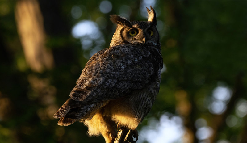Great Horn owl at sunrise copy.jpg