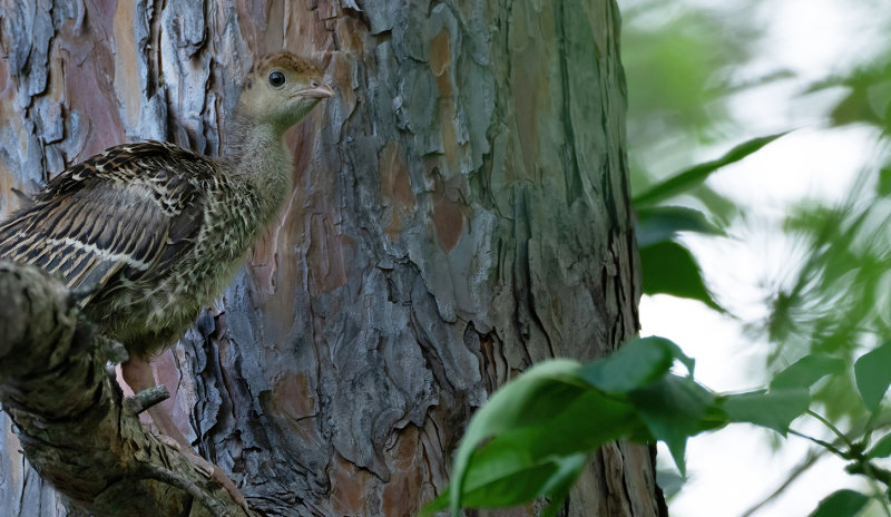 Chick fled to Norway pine branch copy.jpg