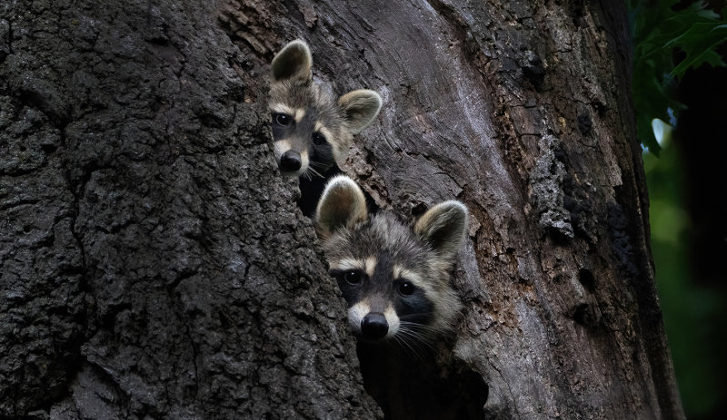 Baby raccoons in their tree house  copy.jpg