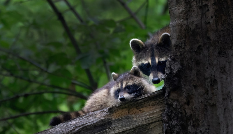Baby coons moved to another tree copy.jpg