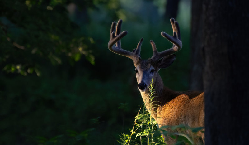 Buck #3 080922 III copy.jpg